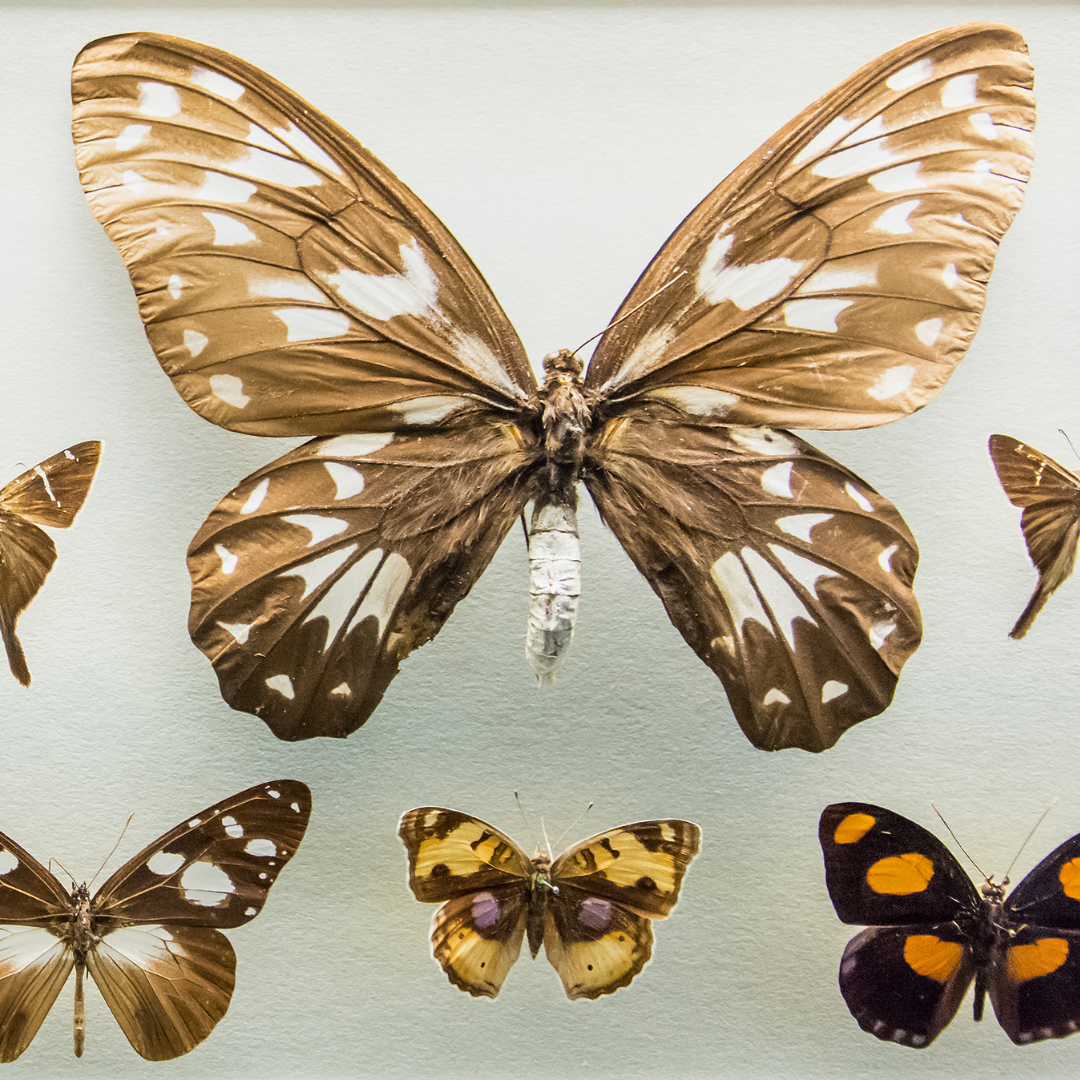 Voyage avec des enfants - Steinach (Landkreis Sonneberg) - Symbolbild für Ausflugsziel Naturkunde-Museum. Keine korrekte oder ähnlich Darstellung! - Naturkunde-Museum
