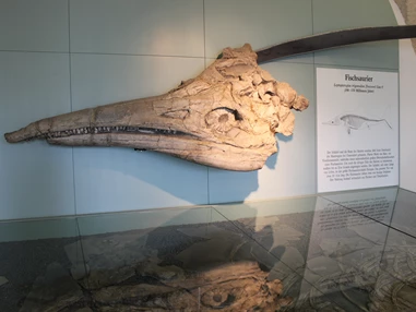 Ausflugsziel: Große Fischsaurierkopf  - Museum Kloster Banz