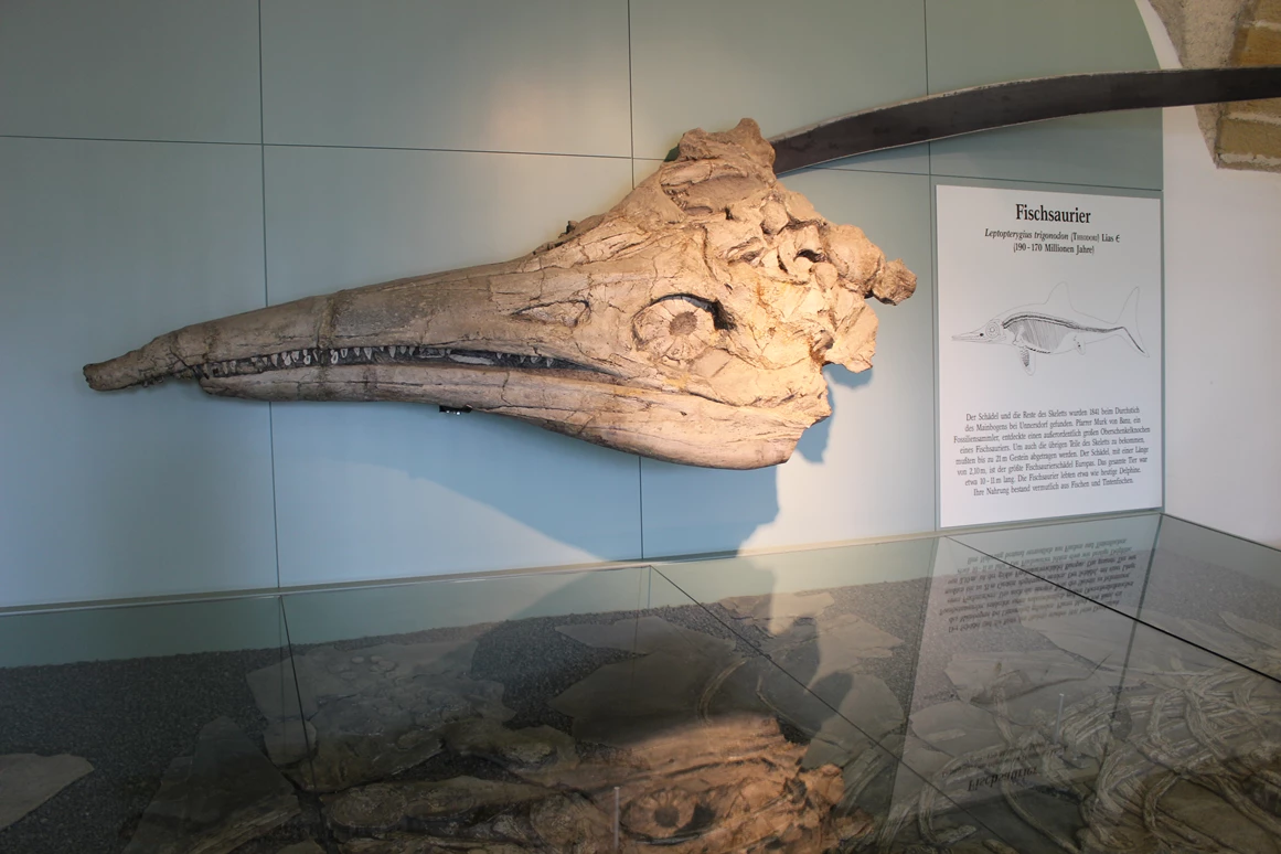Ausflugsziel: Große Fischsaurierkopf  - Museum Kloster Banz