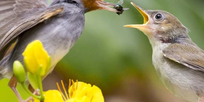 Viaggio con bambini - PLZ 84513 (Deutschland) - Symbolbild für Ausflugsziel Vogelmuseum (Bayern). - Vogel- und Tiermuseum