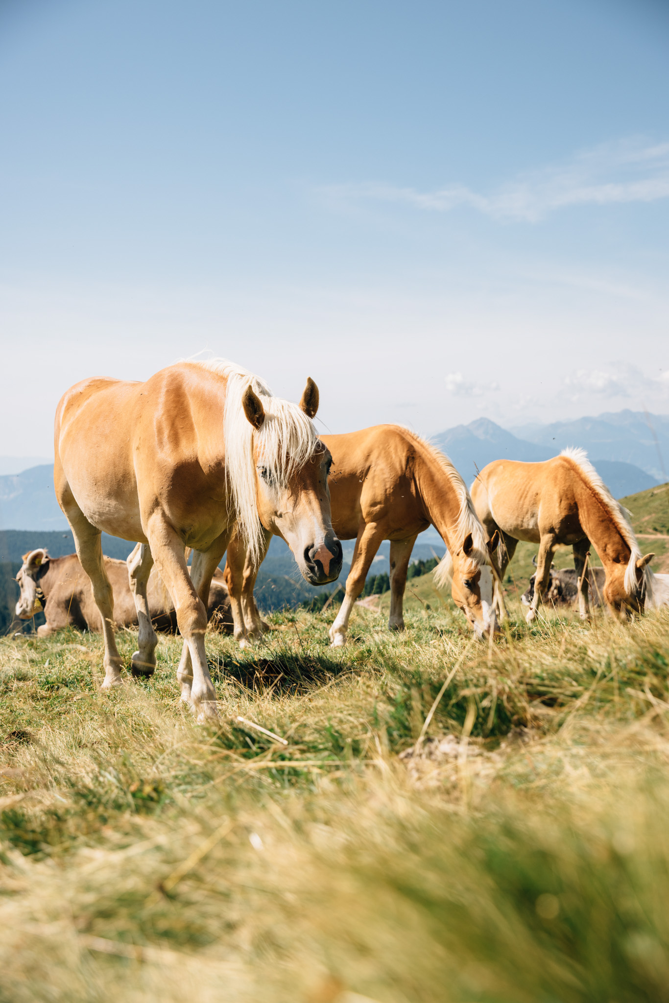 Ausflugsziel: Gemütliche Hüttenwanderung auf Meran 2000 