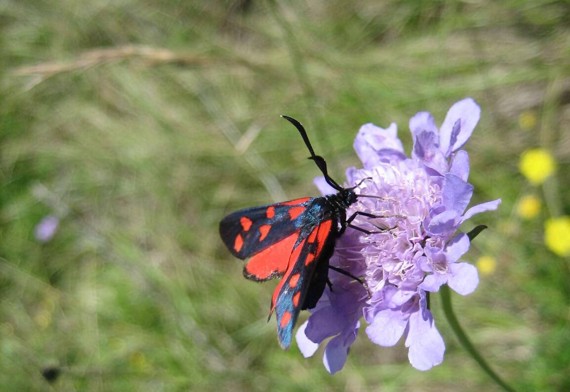 Reis met kinderen - Zwitserland - Natureinsatz: Gehölzpflege im Schutzgebiet Dusch