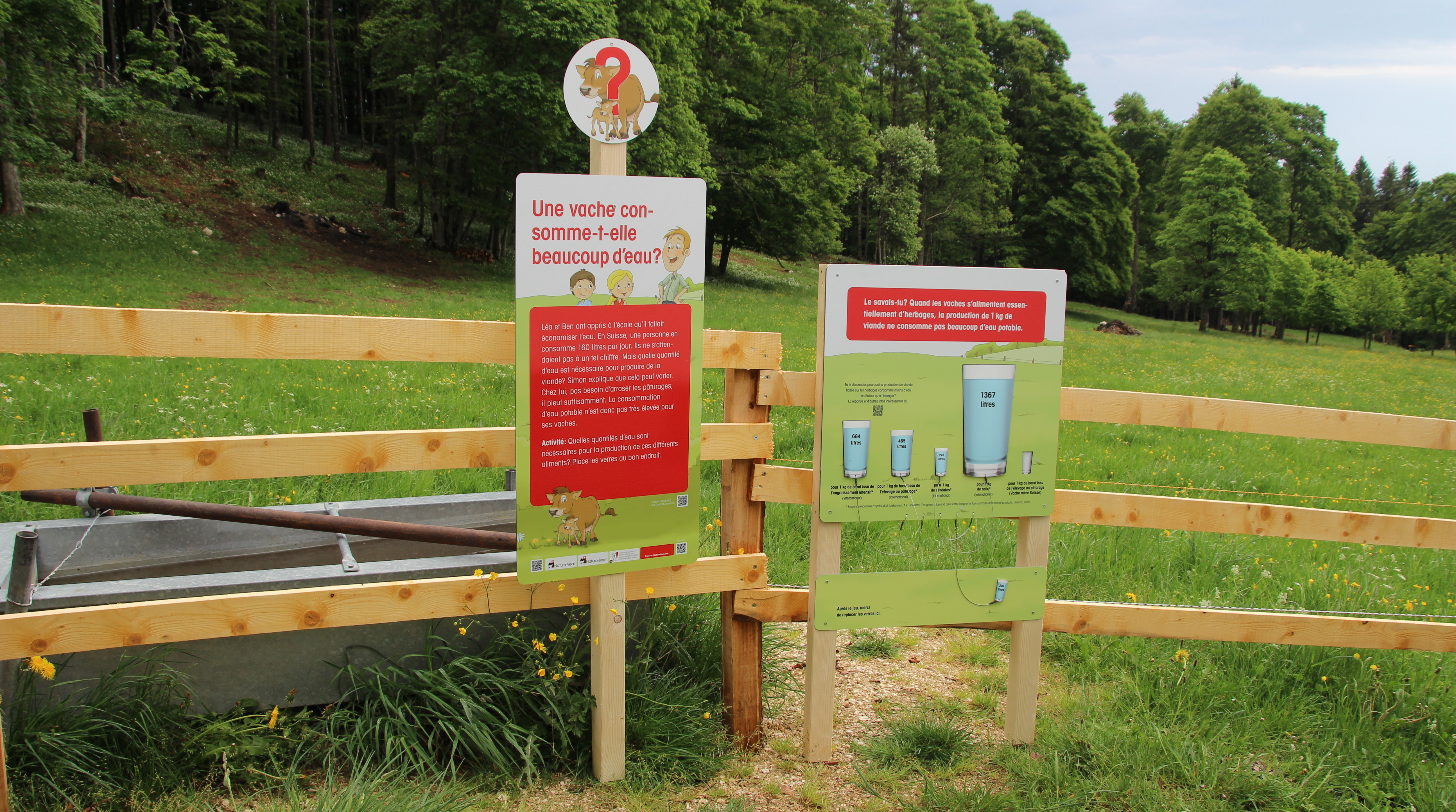 Ausflugsziel: Erlebnisweg "Lea und Ben bei den Mutterkühen" in Saignelégier (JU)