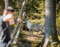 Ausflugsziel: 3D-Ziele im Wald - Bogensportzentrum Breitenstein