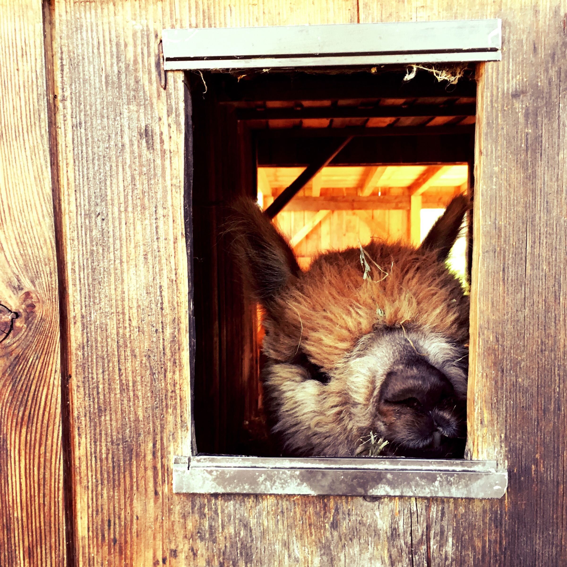 Viaggio con bambini - Alter der Kinder: 6 bis 10 Jahre - Bayerischer Wald - Einberghof GbR