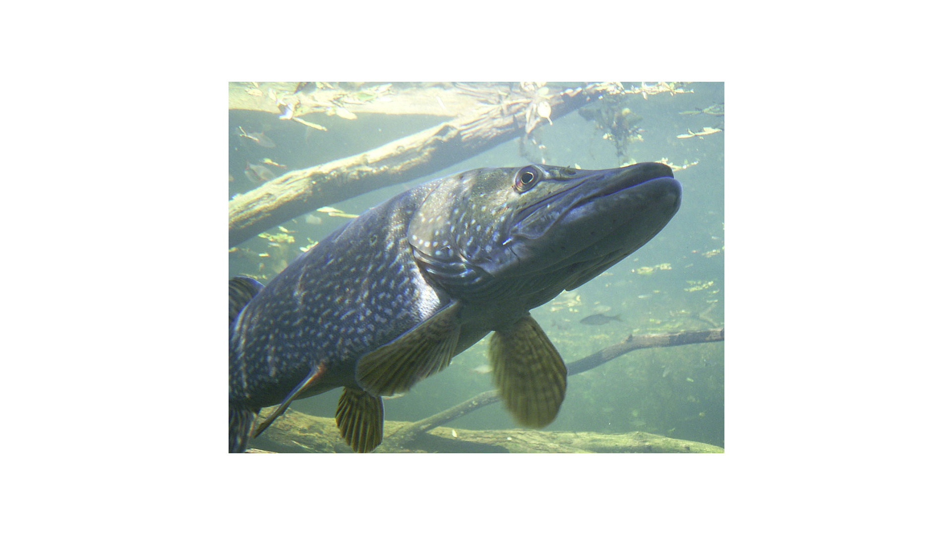 Ausflugsziel: Wildgarten mit Unterwasserbeobachtungstation