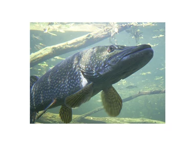 Ausflugsziel: Wildgarten mit Unterwasserbeobachtungstation