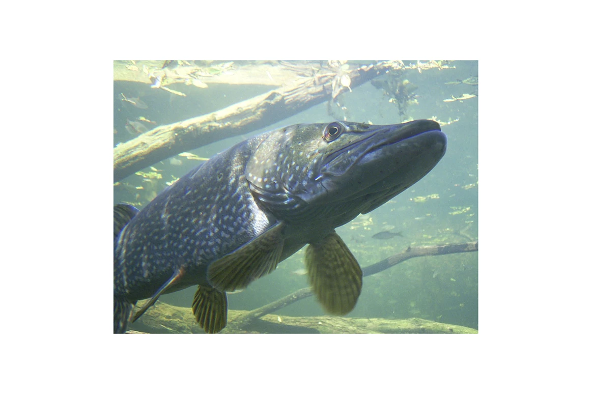 Ausflugsziel: Unterwasserbeobachtungsstation - Wildgarten mit Unterwasserbeobachtungstation