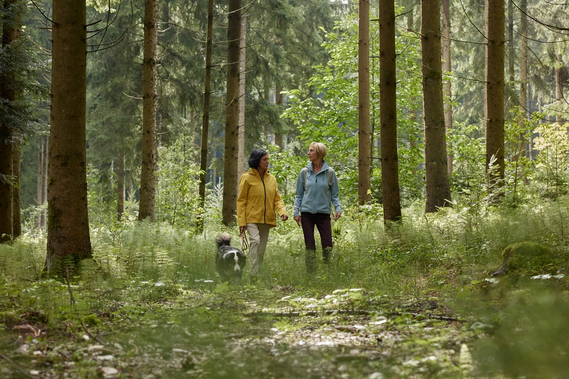 Urlaub: Egal ob mit Hund, Kindern oder einfach alleine. Der Hallerwald in der Nachbargemeinde Adlwang lädt zum Waldbaden mit seinen Stationen. - Bad Hall