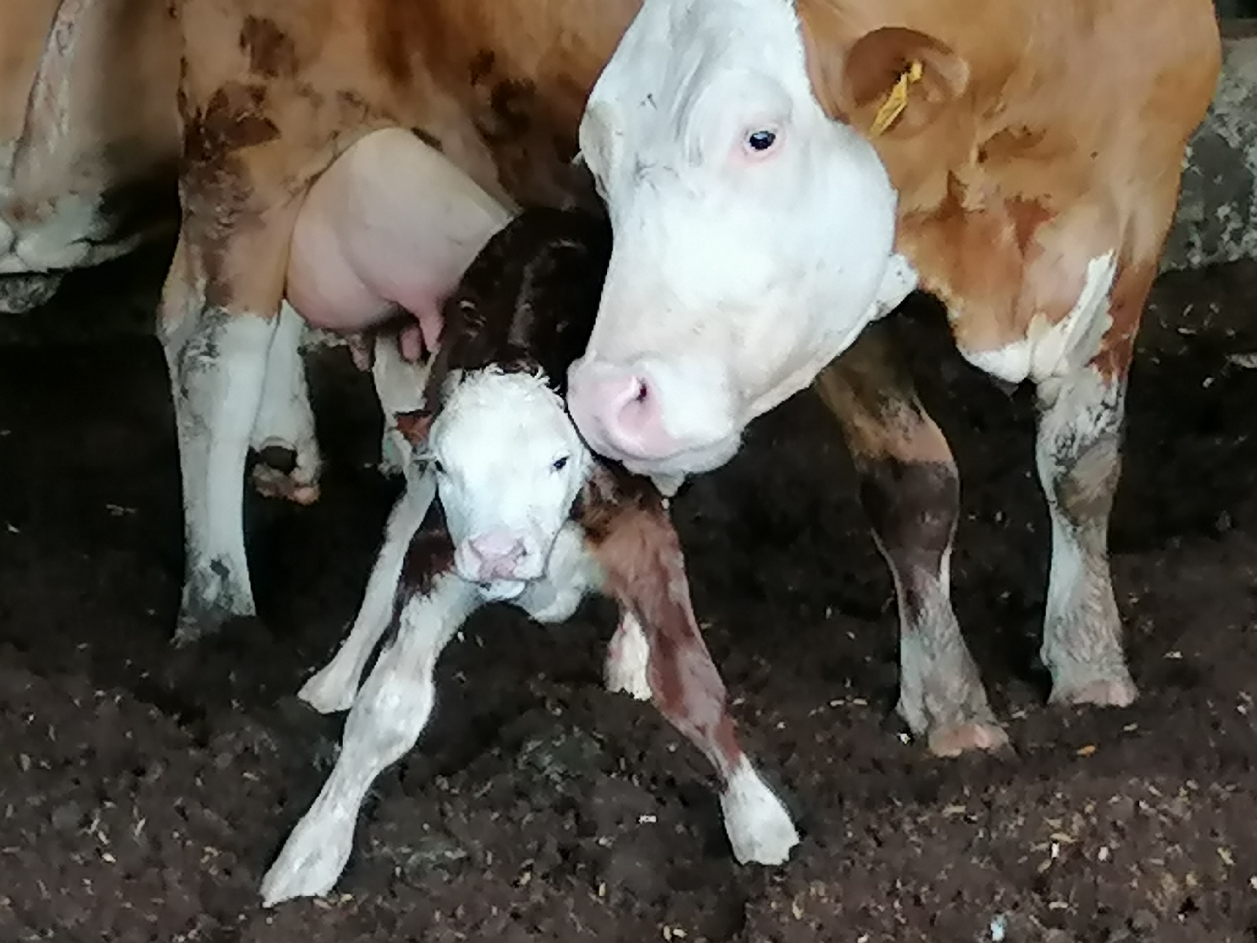Urlaub: Neugeborenes Kälbchen, Urlaub am Bauernhof Fam. Kogler in der Steiermark - Thermen- & Vulkanland Steiermark