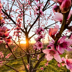 Urlaub: Kirschblütenradweg - Neusiedler See