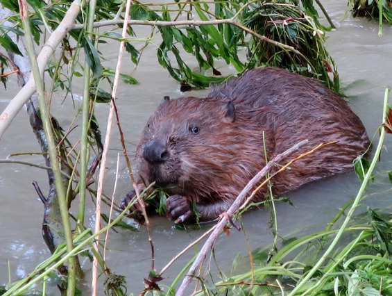 Ausflugsziel: Im Schaugarten sind zwei Biber-Familien - Steinschaler Naturgärten