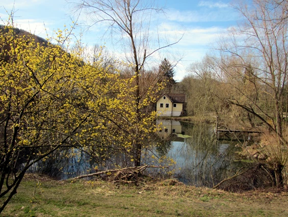 Ausflugsziel: Dirndlblüte von März bis mitte April - Steinschaler Naturgärten