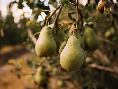 Ausflugsziel: MostBirnHaus Birnenwelt