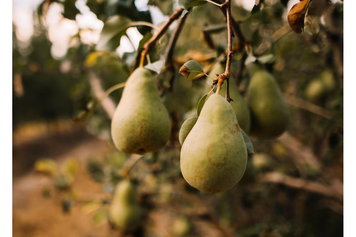 Ausflugsziel: MostBirnHaus Birnenwelt