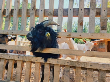 Ausflugsziel: Vienna Kids Farm