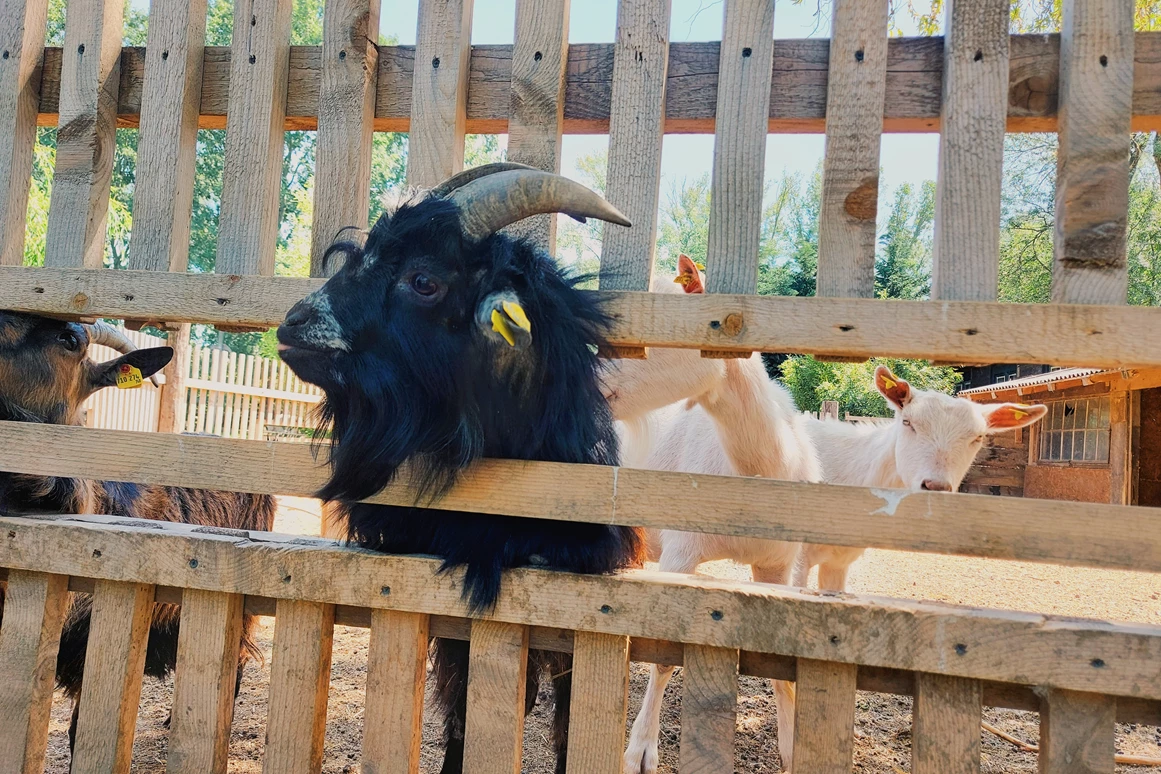 Ausflugsziel: Vienna Kids Farm