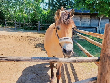 Ausflugsziel: Vienna Kids Farm