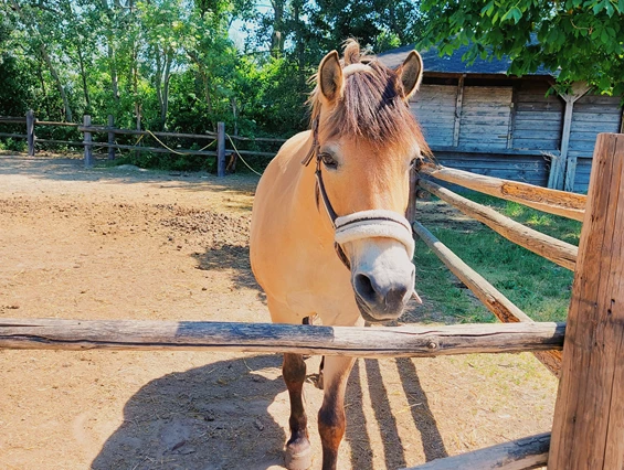 Ausflugsziel: Vienna Kids Farm