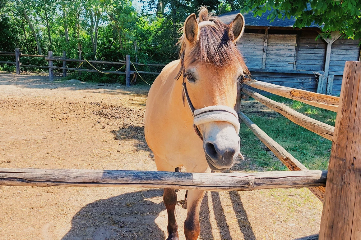 Ausflugsziel: Vienna Kids Farm
