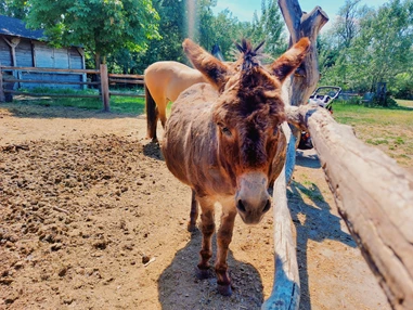 Ausflugsziel: Vienna Kids Farm