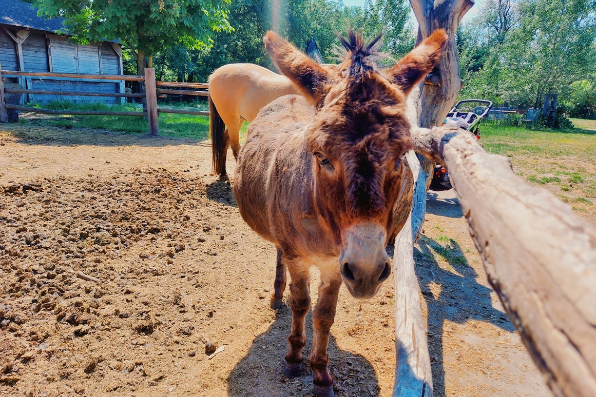 Ausflugsziel: Vienna Kids Farm