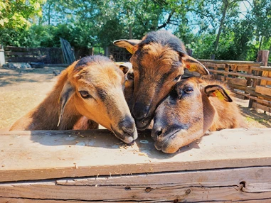 Ausflugsziel: Vienna Kids Farm