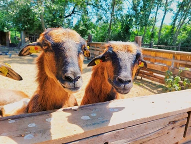 Ausflugsziel: Vienna Kids Farm