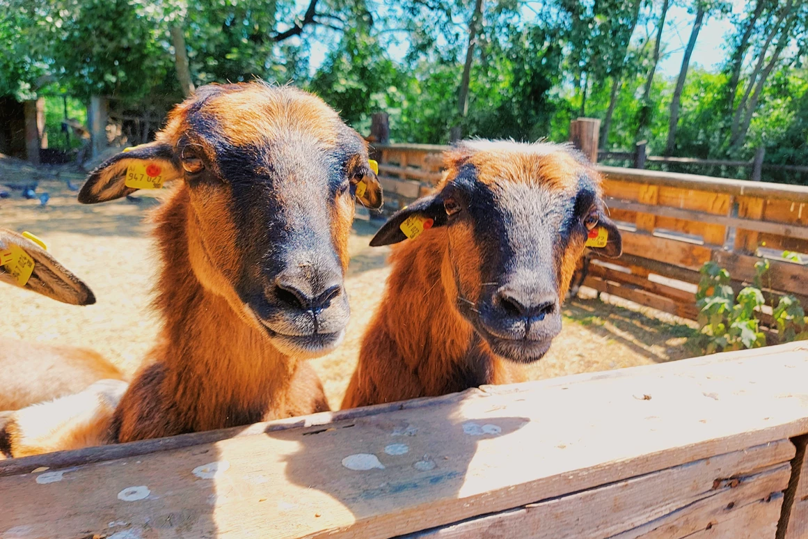 Ausflugsziel: Vienna Kids Farm