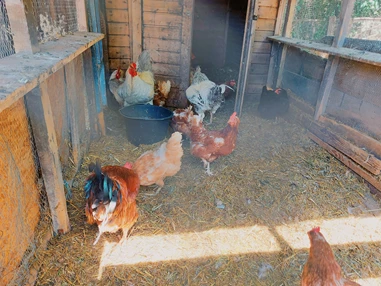 Ausflugsziel: Vienna Kids Farm