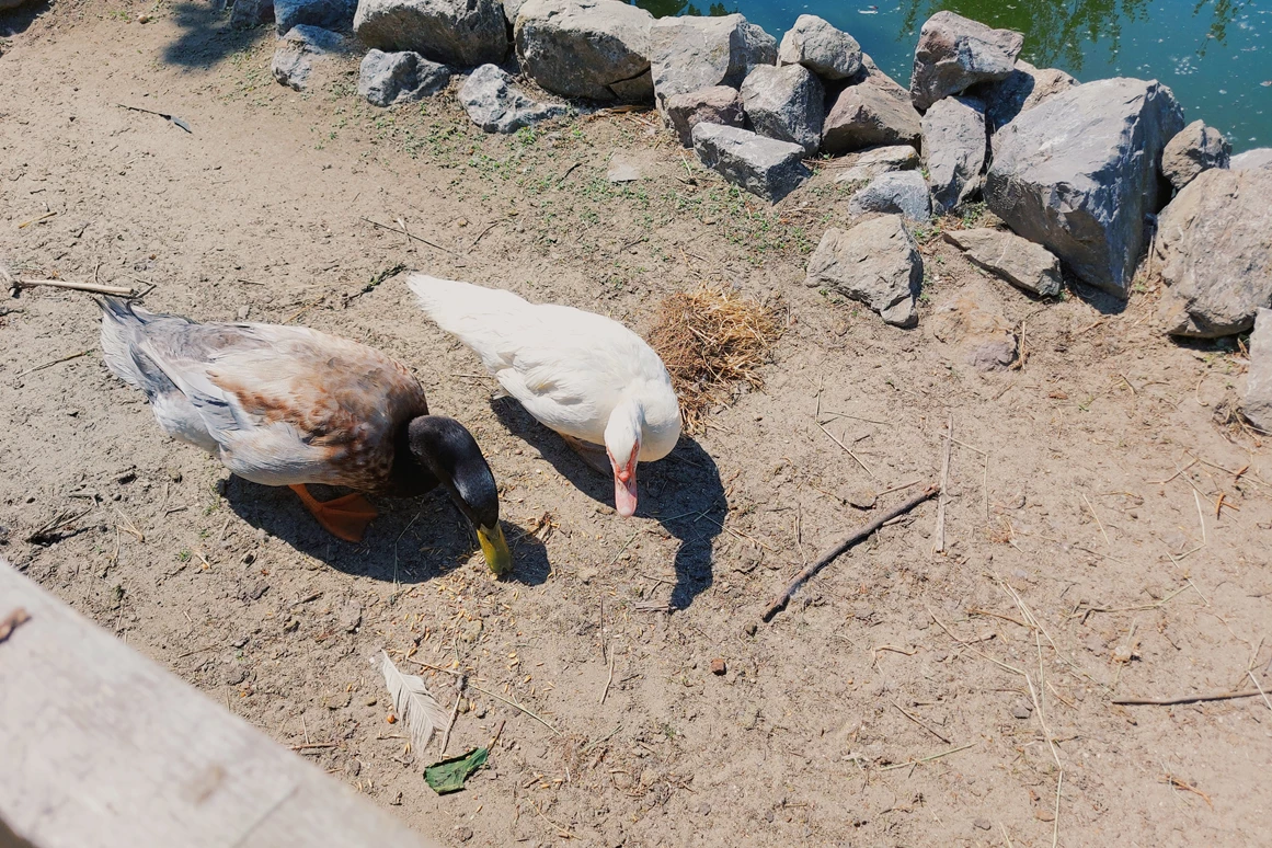 Ausflugsziel: Vienna Kids Farm