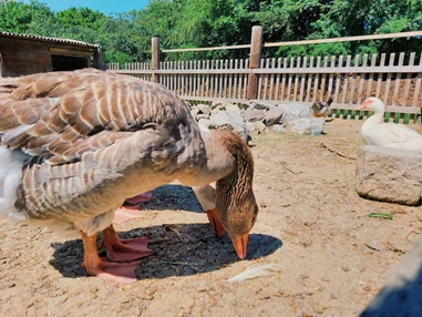 Ausflugsziel: Vienna Kids Farm