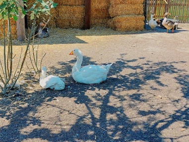 Ausflugsziel: Vienna Kids Farm