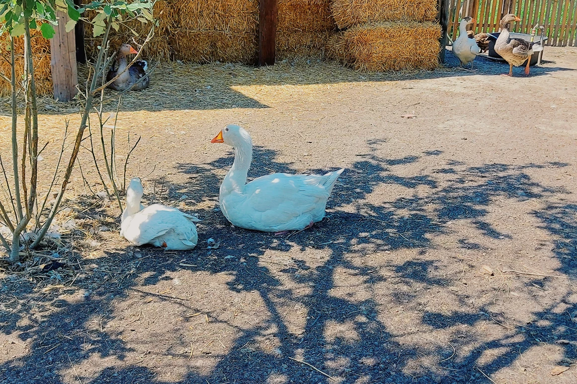 Ausflugsziel: Vienna Kids Farm
