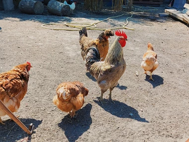 Ausflugsziel: Vienna Kids Farm