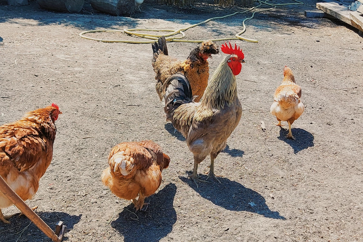 Ausflugsziel: Vienna Kids Farm