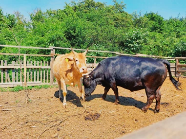Ausflugsziel: Vienna Kids Farm