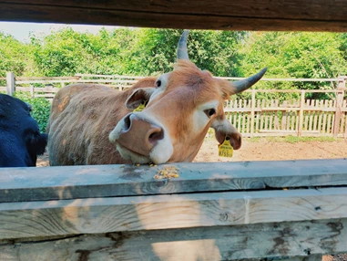 Ausflugsziel: Vienna Kids Farm
