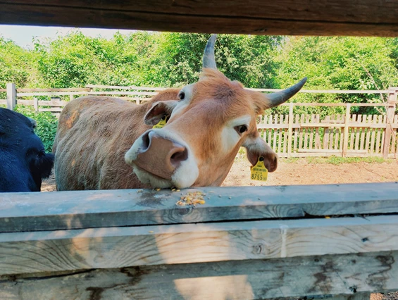 Ausflugsziel: Vienna Kids Farm