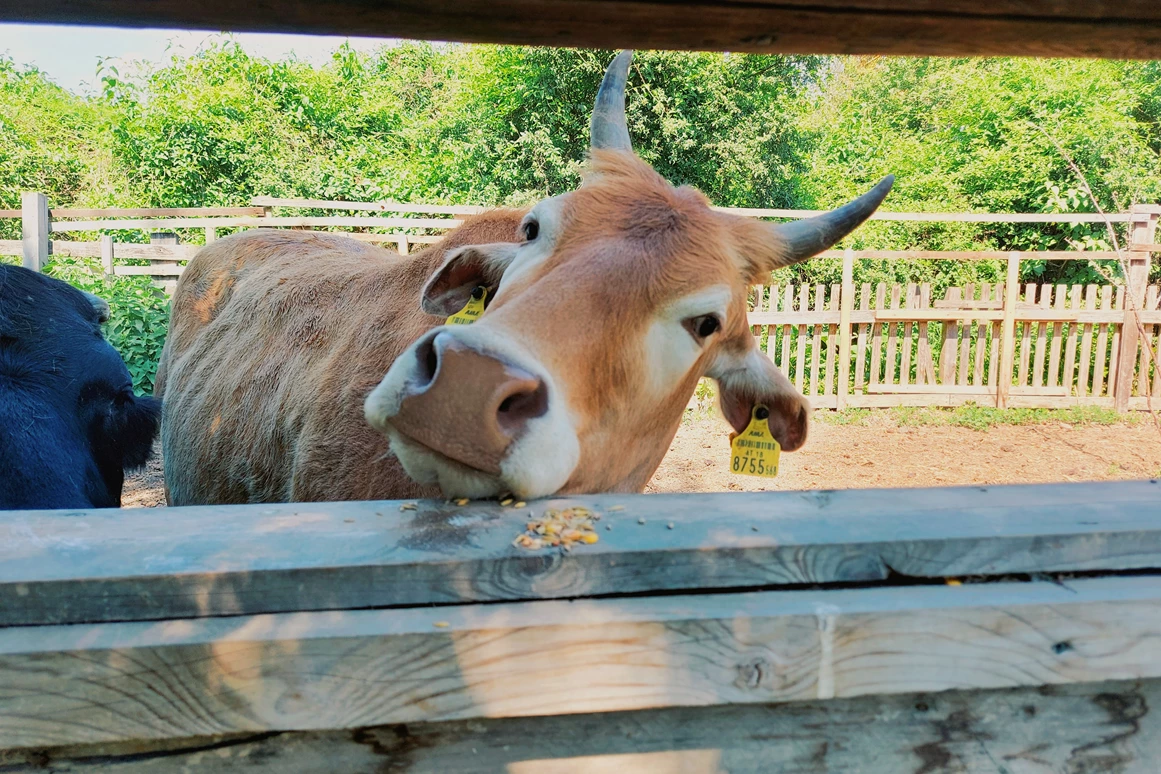 Ausflugsziel: Vienna Kids Farm