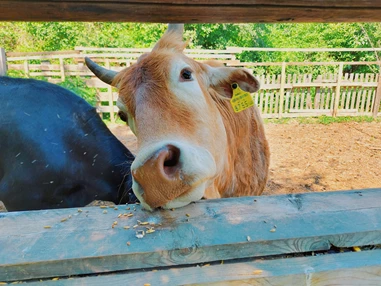 Ausflugsziel: Vienna Kids Farm