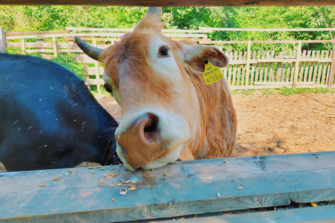 Ausflugsziel: Vienna Kids Farm