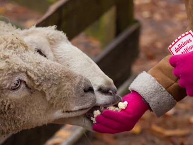 Ausflugsziel: Vienna Kids Farm