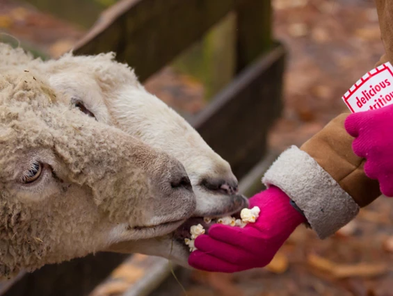 Ausflugsziel: Vienna Kids Farm