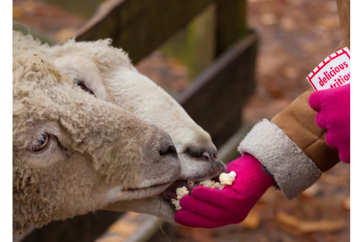 Ausflugsziel: Vienna Kids Farm