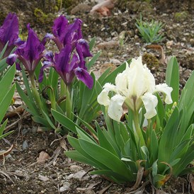 Ausflugsziel: Zwerg-Schwertlilie (Iris pumila), Landesmuseum Kärnten LMK-KBZ, Roland K Eberwein (bearbeitet) - Kärntner Botanikzentrum – Botanischer Garten