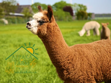 Ausflugsziel: Alpakafarmily