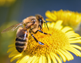 Ausflugsziel: Symbolbild für Ausflugsziel Carnica Bienenmuseum Kirschentheuer. Keine korrekte oder ähnlich Darstellung! - Carnica Bienenmuseum Kirschentheuer