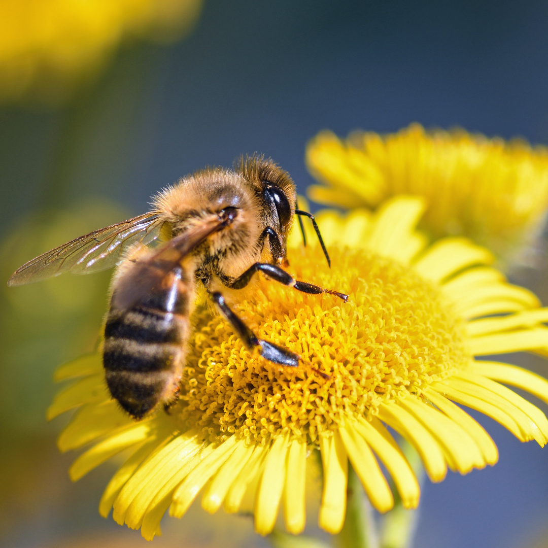 Ausflug mit Kindern - Alter der Kinder: 4 bis 6 Jahre - Frög - Carnica Bienenmuseum Kirschentheuer