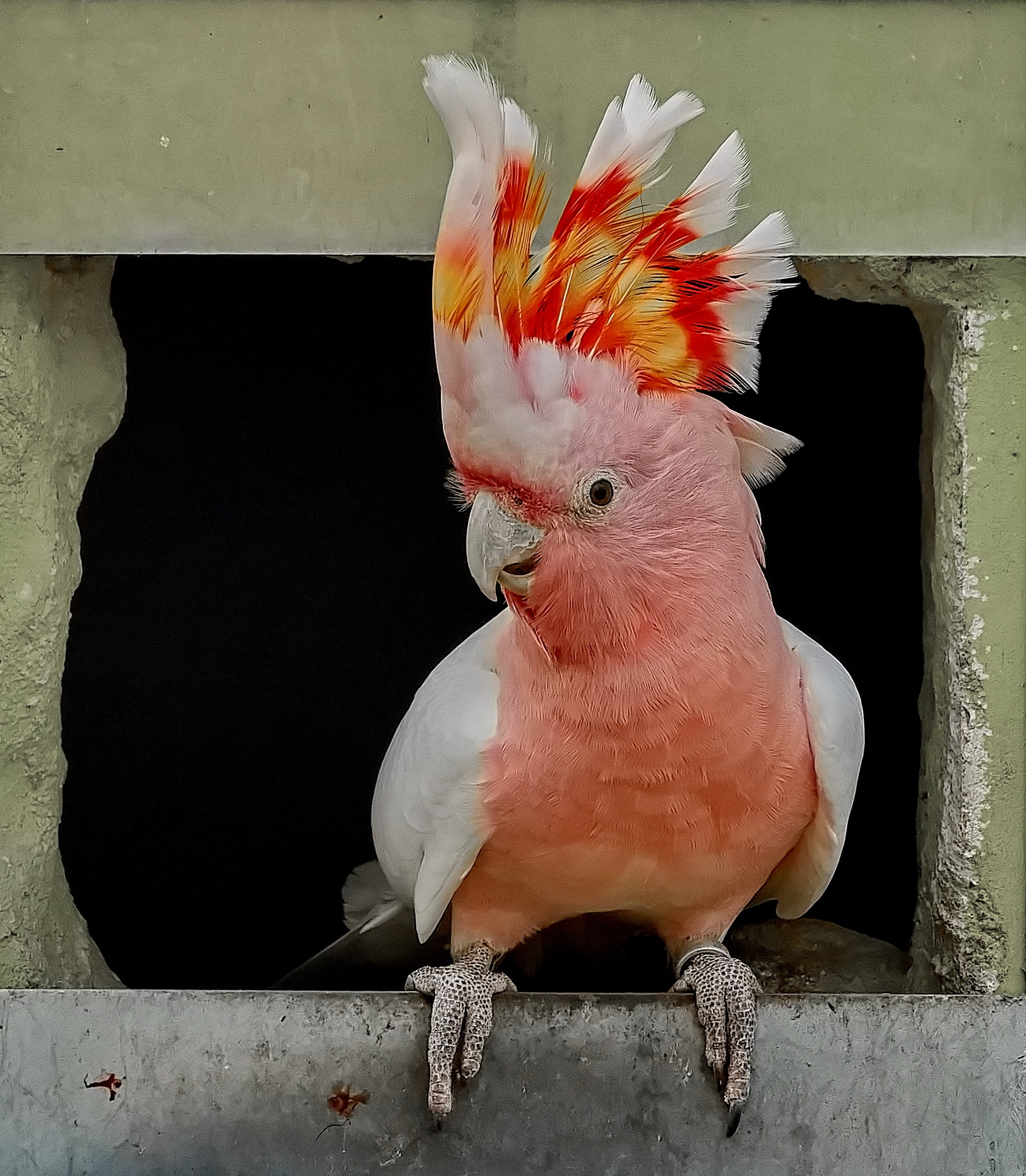 Voyage avec des enfants - erreichbar mit: Auto - Waldshut-Tiengen - Die PapageienWelt Vogelpark Ambigua